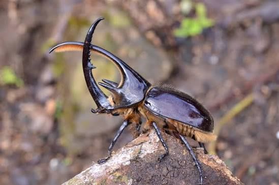 Neptune Beetle Pair (Live) / ネプチューンオオカブト 成虫ペア(生体) / Dynastes neptunus