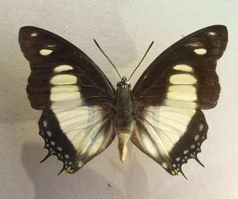Charaxes nobilis
