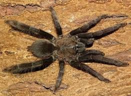 Selenocosmia peerboomi