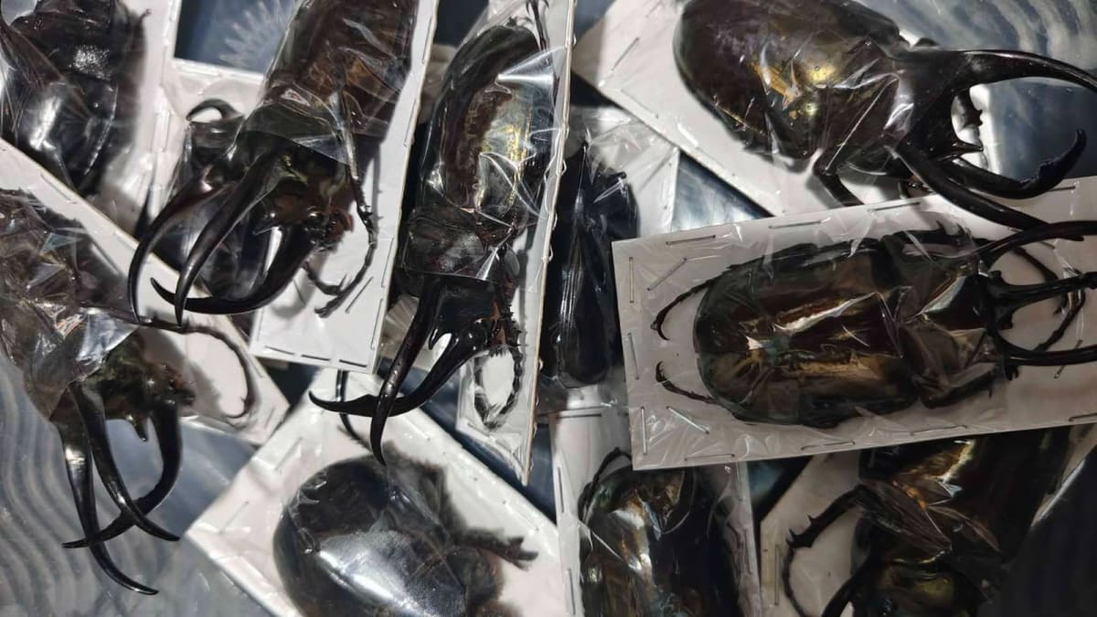 アトラスオオカブト ♂80mm 10頭セット|Chalcosoma atlas|大型標本