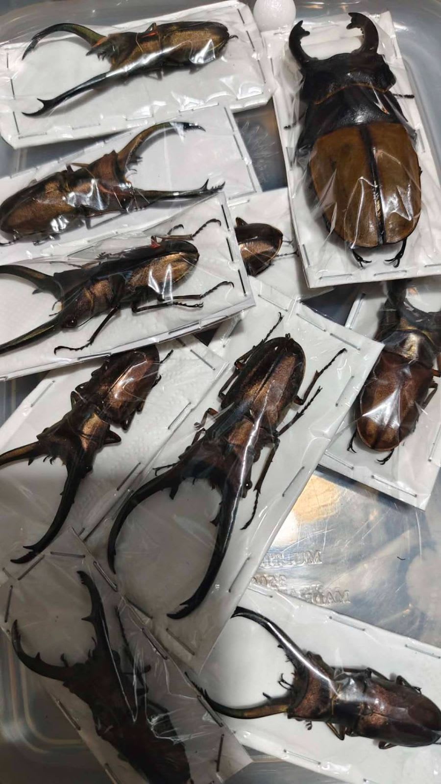 トルンカートゥスオオカブト ♂80mm 10頭セット|標本|Chalcosoma truncatum