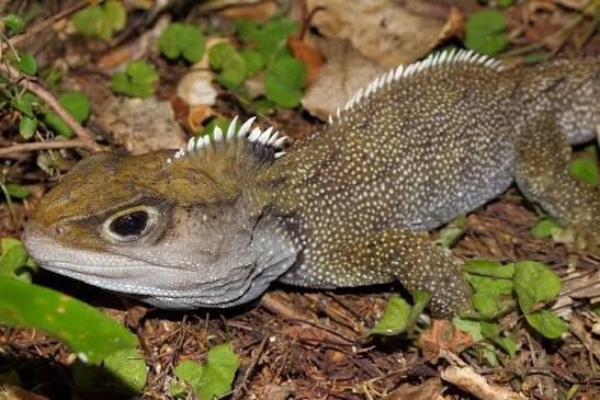 Northern tuatara (Sphenodon punctatus) Pair / ムカシトカゲ ペア