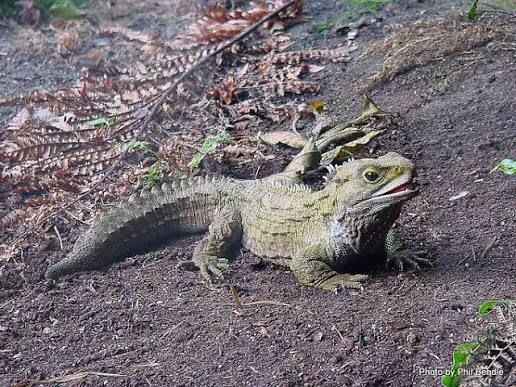 Brothers Island tuatara(Sphenodon guntheri) Pair / ムカシトカゲ ペア