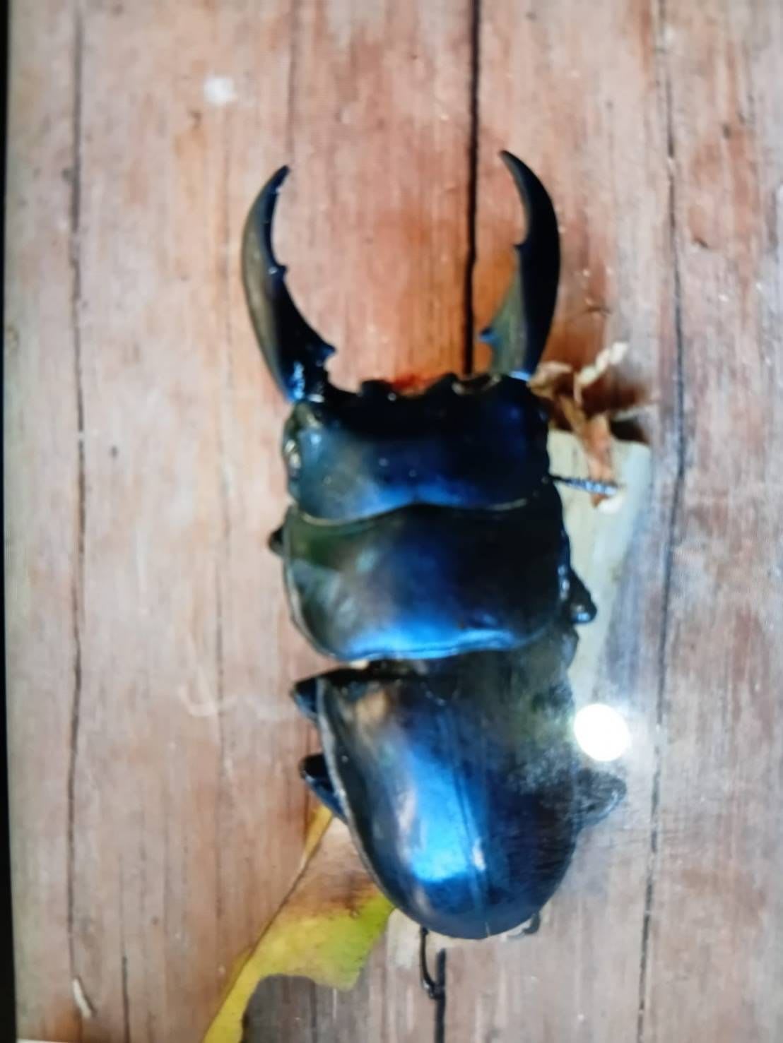 Sumatra Stag Beetle 10 Pairs / スマトラオオヒラタクワガタ 10ペア / Dorcus titanus yasuokai