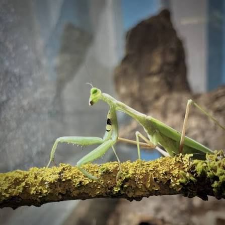 カメルーンマンティス(Alalomantis muta 10 Lives)カメルーン産 10匹セット