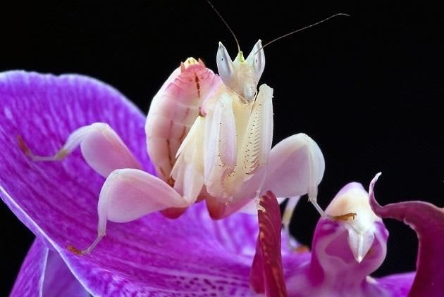 Orchid Mantis (Hymenopus coronatus)(Pair) / オーキッドマンティス