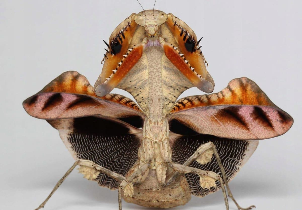 Dead Leaf Mantis (Deroplatys lobata) 10 Lives / デッドリーフマンティス 10匹
