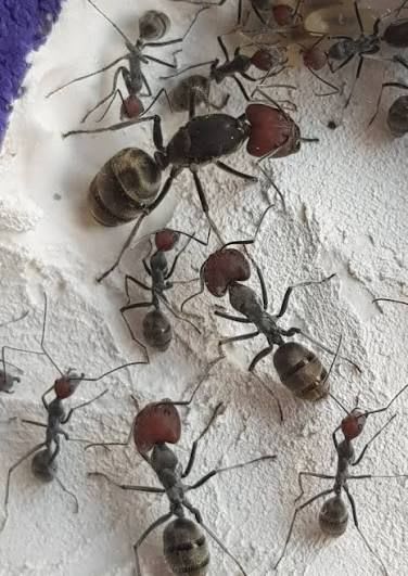 Camponotus singularis(Colony) / ズアカオオアリ(Colony)