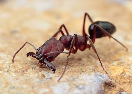 Odontomachus monticola(Colony) / アギトアリ(コロニー)