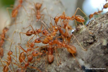 Oecophylla smaragdina(Colony) / ツムギアリ(コロニー)