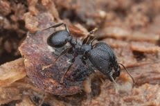 Pheidole quadricuspis(Colony) / フェイドール・クアドリクスピス(コロニー)