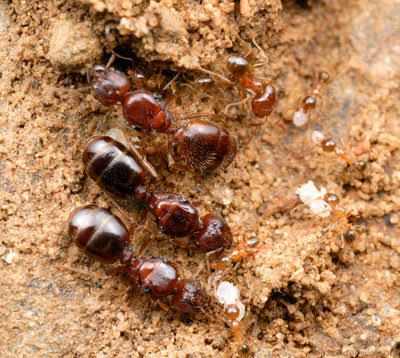 Pheidole megacephala(Colony) / ツヤオオズアリ(コロニー)
