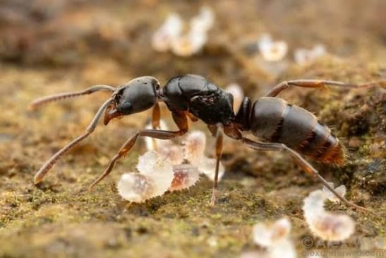 Brachyponera(Colony)
