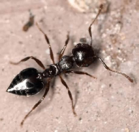 Crematogaster(Colony) / シリアゲアリ(コロニー)
