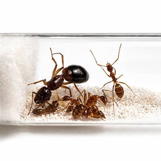 Camponotus irritans(Colony)