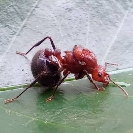 Myrmicaria Brunnea(Colony)