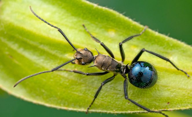 Polyrhachis golden blue(Colony)