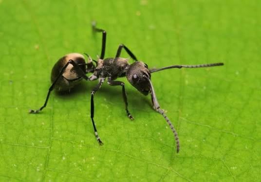 Polyrhachis dives(Colony)
