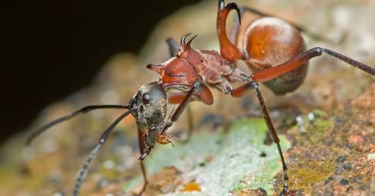Polyrhachis bellicosa(Colony)
