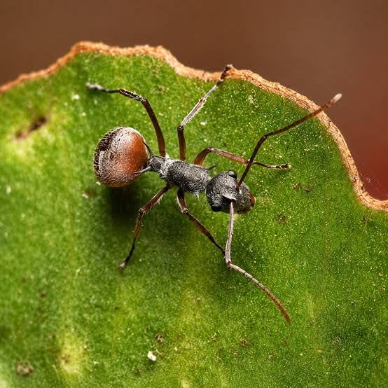 Polyrhachis bicolor(Colony)