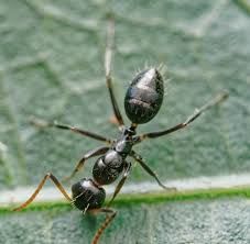 Camponotus Reticulatus(Colony)
