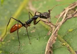 Odontomachus tyrannicus(Colony)