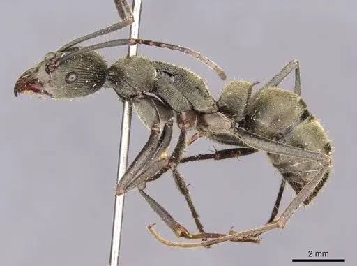 Diacamma jacobsoni(Colony)