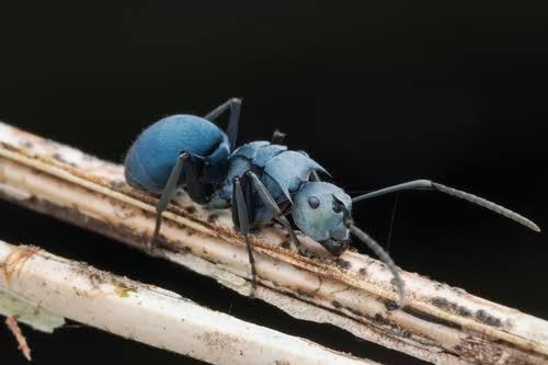 Polyrhachis cyaniventris(Colony)