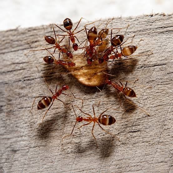 Anoplolepis gracilipes / yellow crazy ant(Colony) / アシナガキアリ(コロニー)