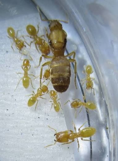 Pseudolasius(Colony)