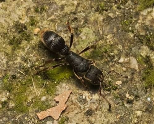 Pseudoneoponera rufipes 1Q + 50W