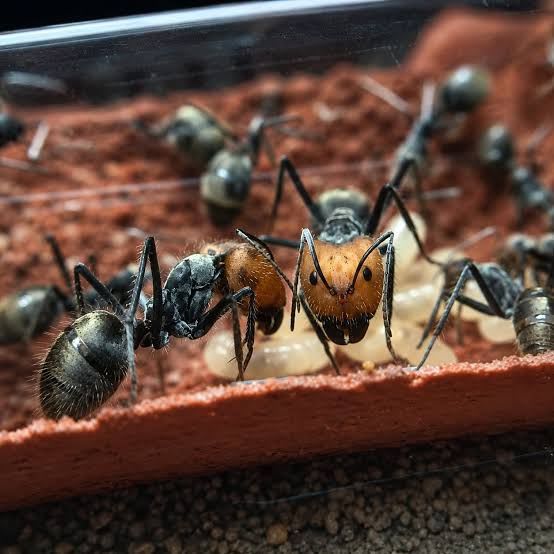 Camponotus singularis / Red-headed Carpenter Ant 1Q 30W