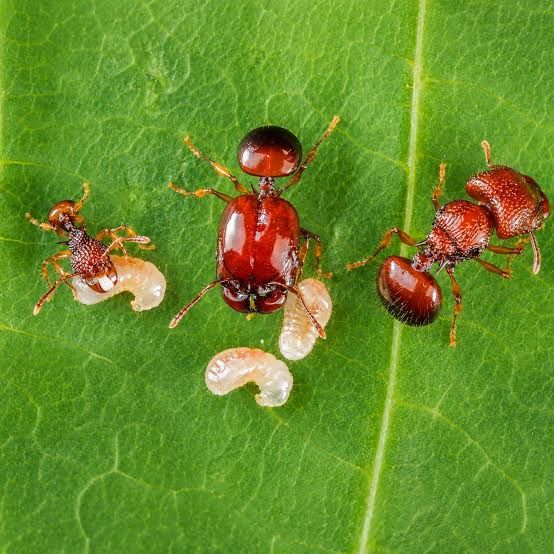 Acanthomyrmex thailandensis 1Q + 10W