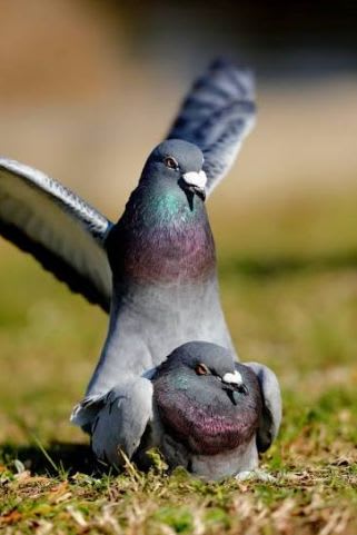 カワラバト(ドバト)ペア