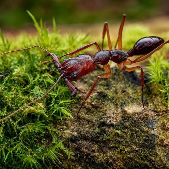 Yellow Trap-jaw Ant 1Q 30W / Odontomachus rixosus / キイロアギトアリ