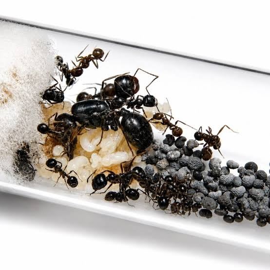 Polyrhachis laevissima (1Q 50W)(Colony)