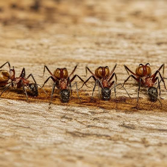 Polyrhachis bihamata (1Q 50W)(Colony) / ビハマータトゲアリ(コロニー)