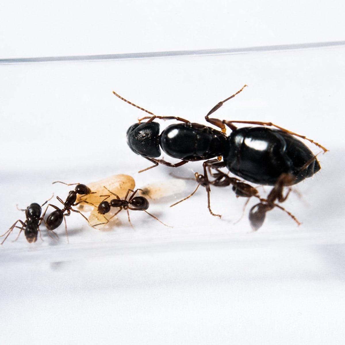 Camponotus camelinus (1Q 30-60+W)(Colony)