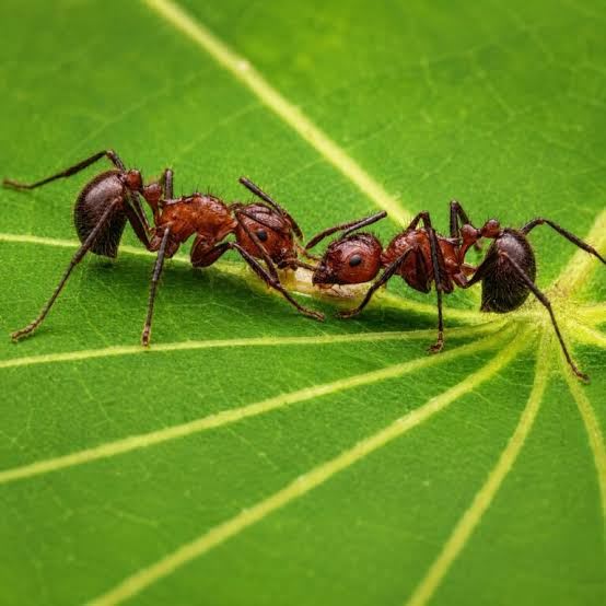 Myrmicaria brunnea (1Q 30W)(Colony)