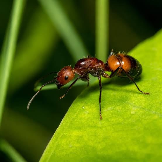 Camponotus nicobarensis (1Q 50W)(Colony) / ニコバレシスオオアリ(コロニー)