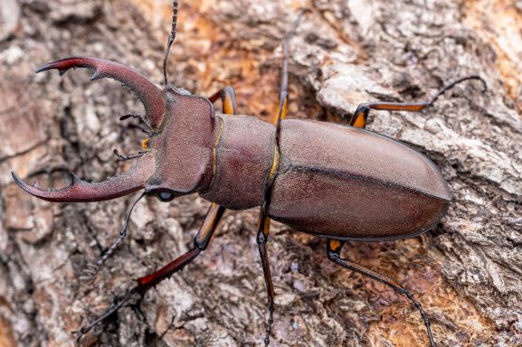 Fujita's Stag Beetle(Pair) / フジタミヤマクワガタ / Lucanus fujitai