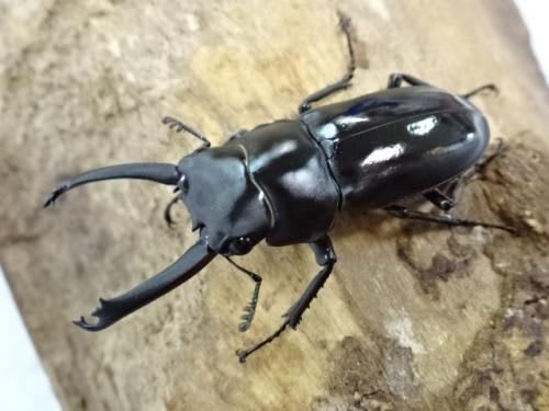 Bisignatus Stag Beetle(5Pair=10 beetles) / ビシグナートゥスコクワガタ / Dorcus bisignatus