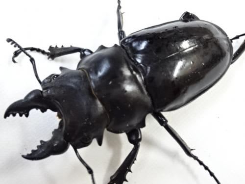 Odontolabis siva(Pair) / オニツヤクワガタ(シバツヤクワガタ、シヴァツヤクワガタ / Odontolabis siva