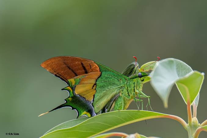 Kaiser-i-Hind / テングアゲハ / Teinopalpus imperialis