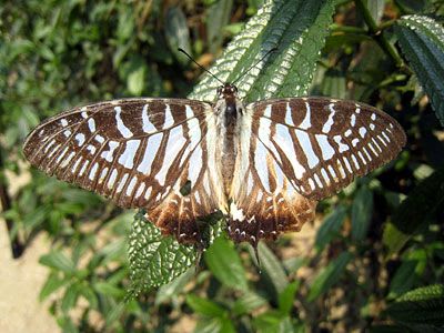 Phidias Swordtail / フィディアスオナガアゲハ / Graphium phidias