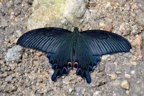 Dodd's Swallowtail / ドッズアゲハ / Papilio doddsi