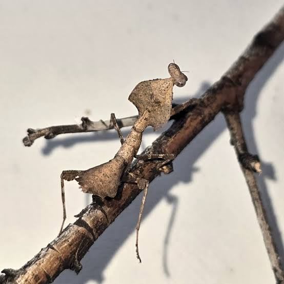 Vietnamese Dead Leaf Mantis(Pair) / ベトナムナガカマキリ / ベトナム枯葉カマキリ Deroplatys gorochovi