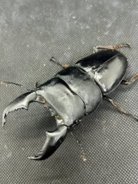 スマトラオオヒラタ ペア ※飼育セット付（Dorcus titanus yasuokai） 1