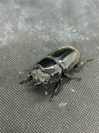 スマトラオオヒラタ ペア ※飼育セット付（Dorcus titanus yasuokai） 2
