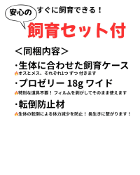 スマトラオオヒラタ ペア ※飼育セット付（Dorcus titanus yasuokai） 3